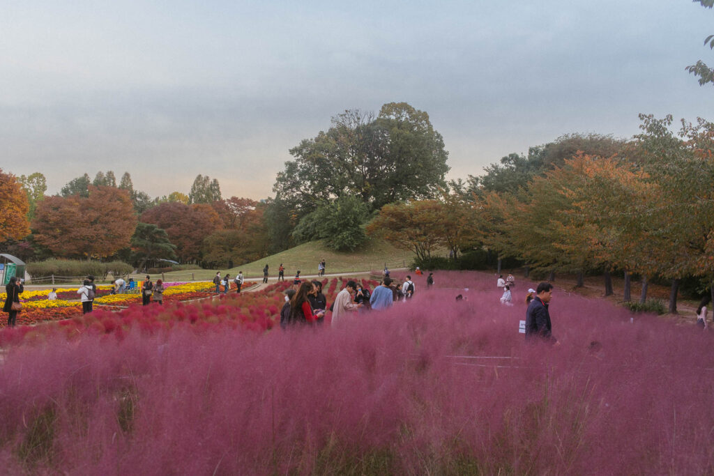 Pink Muhly in Korea 11
