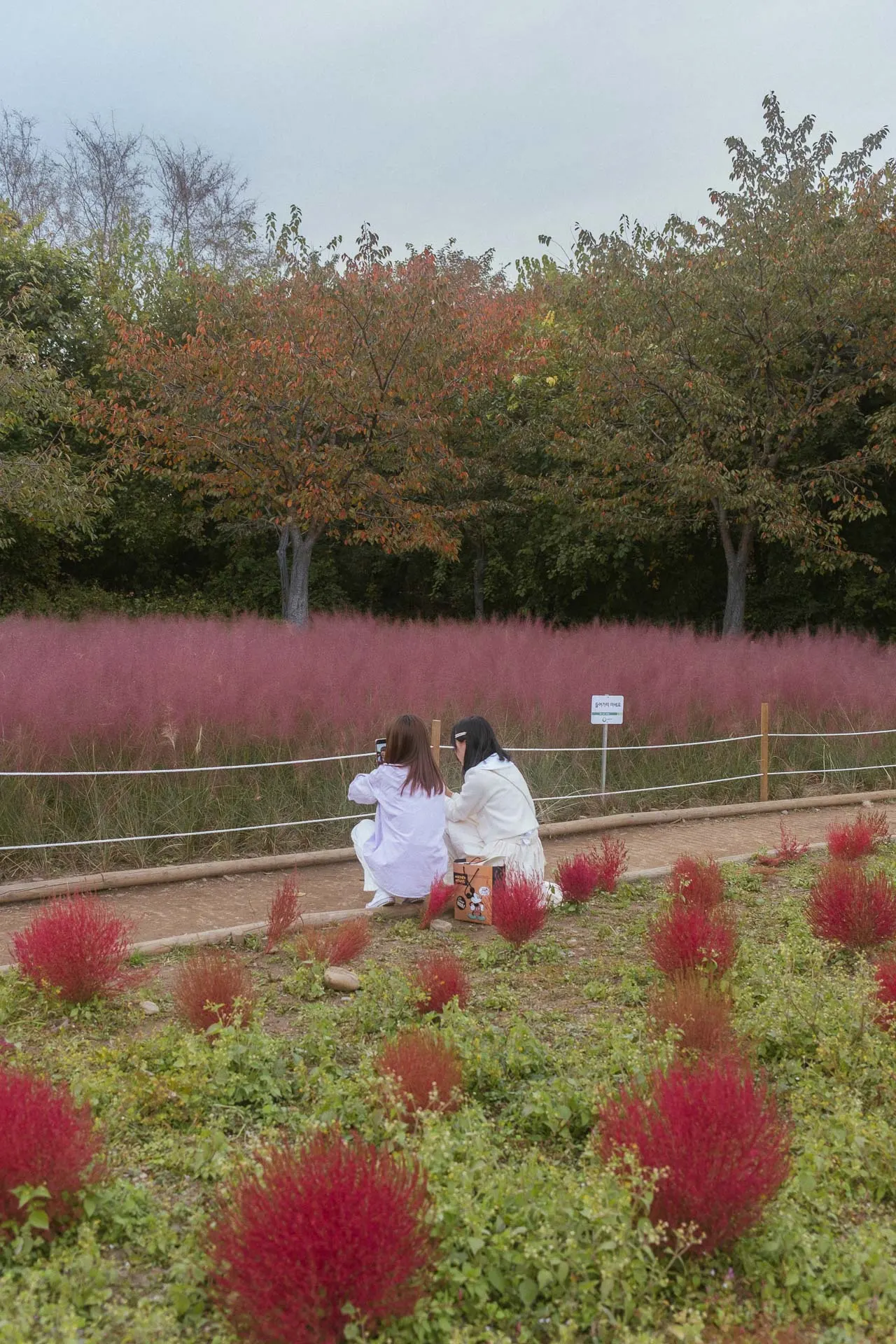 Pink Muhly in Korea 12