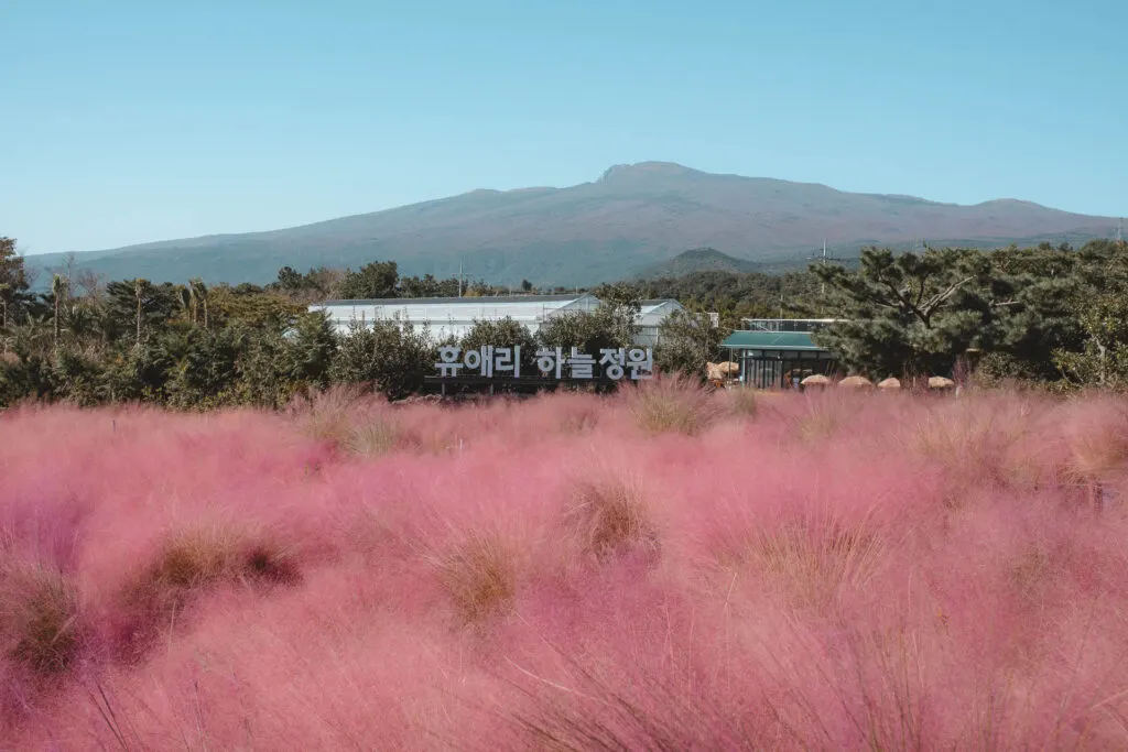 Pink Muhly in Korea 16