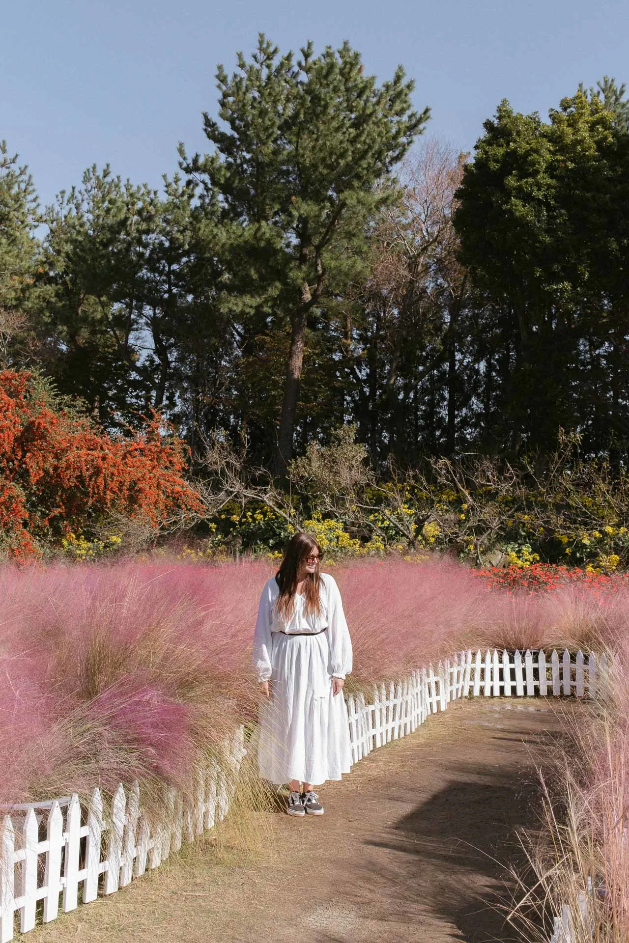 Pink Muhly in Korea 17
