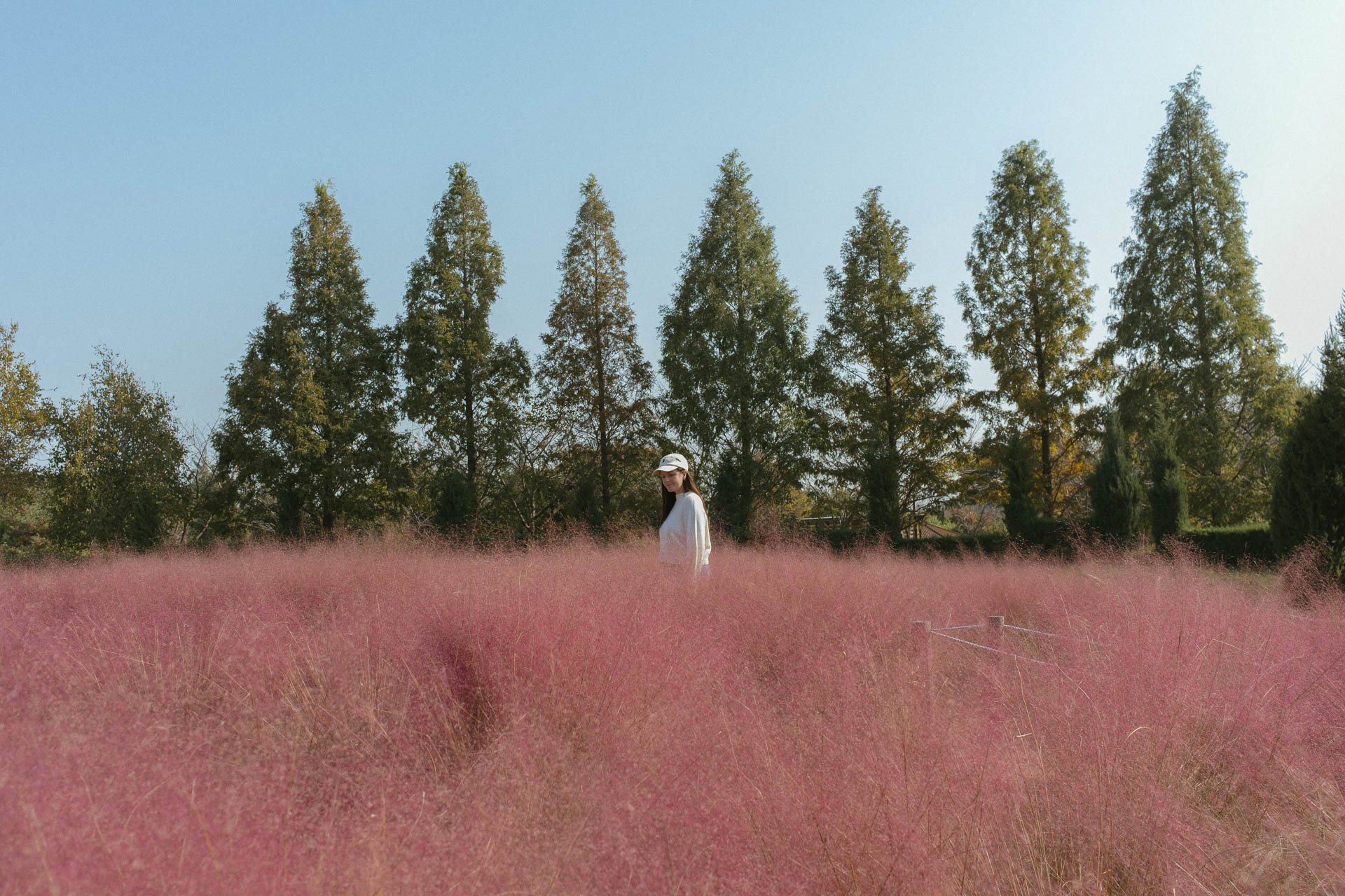 Pink Muhly in Korea 5