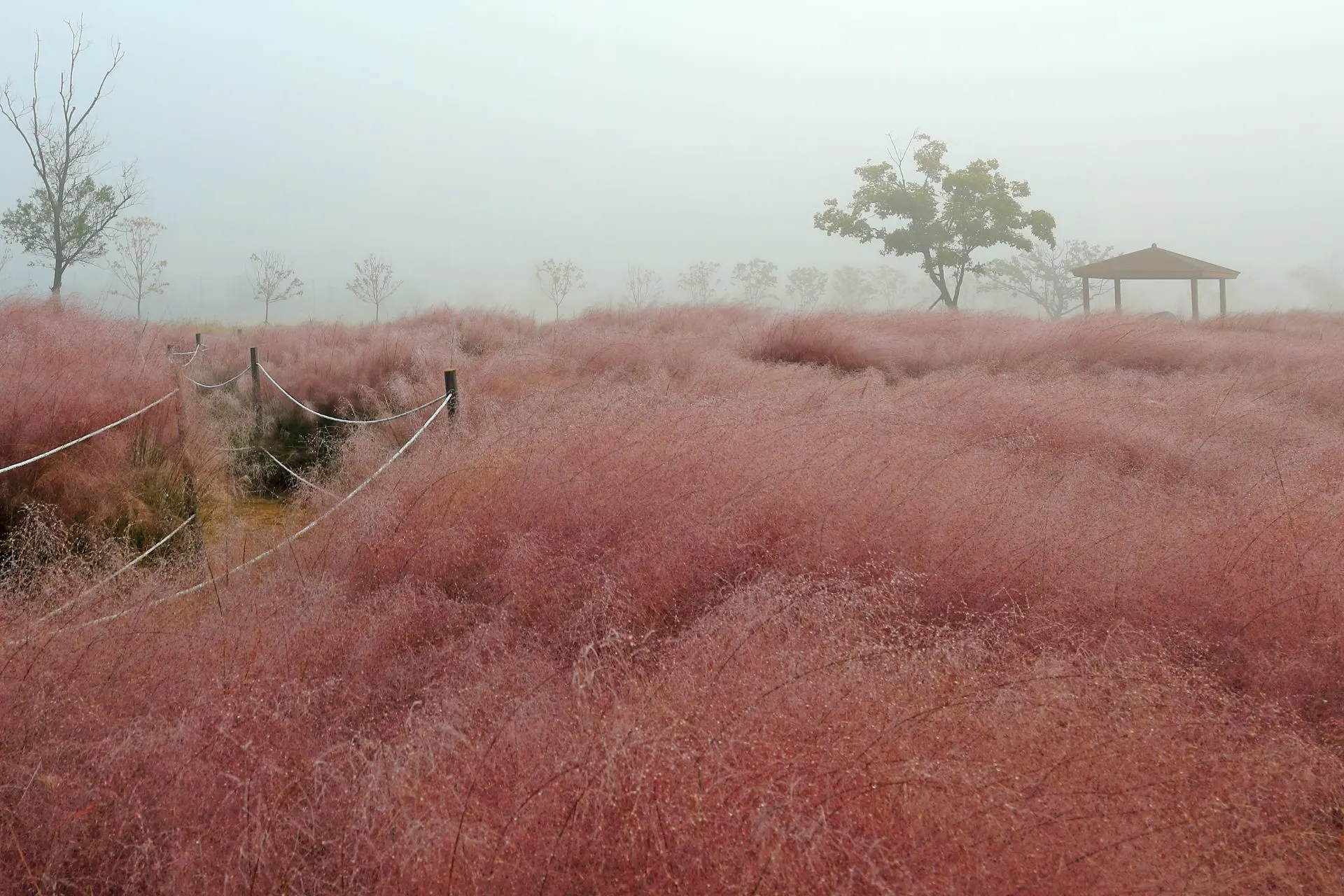 Pink muhly grass korea 1