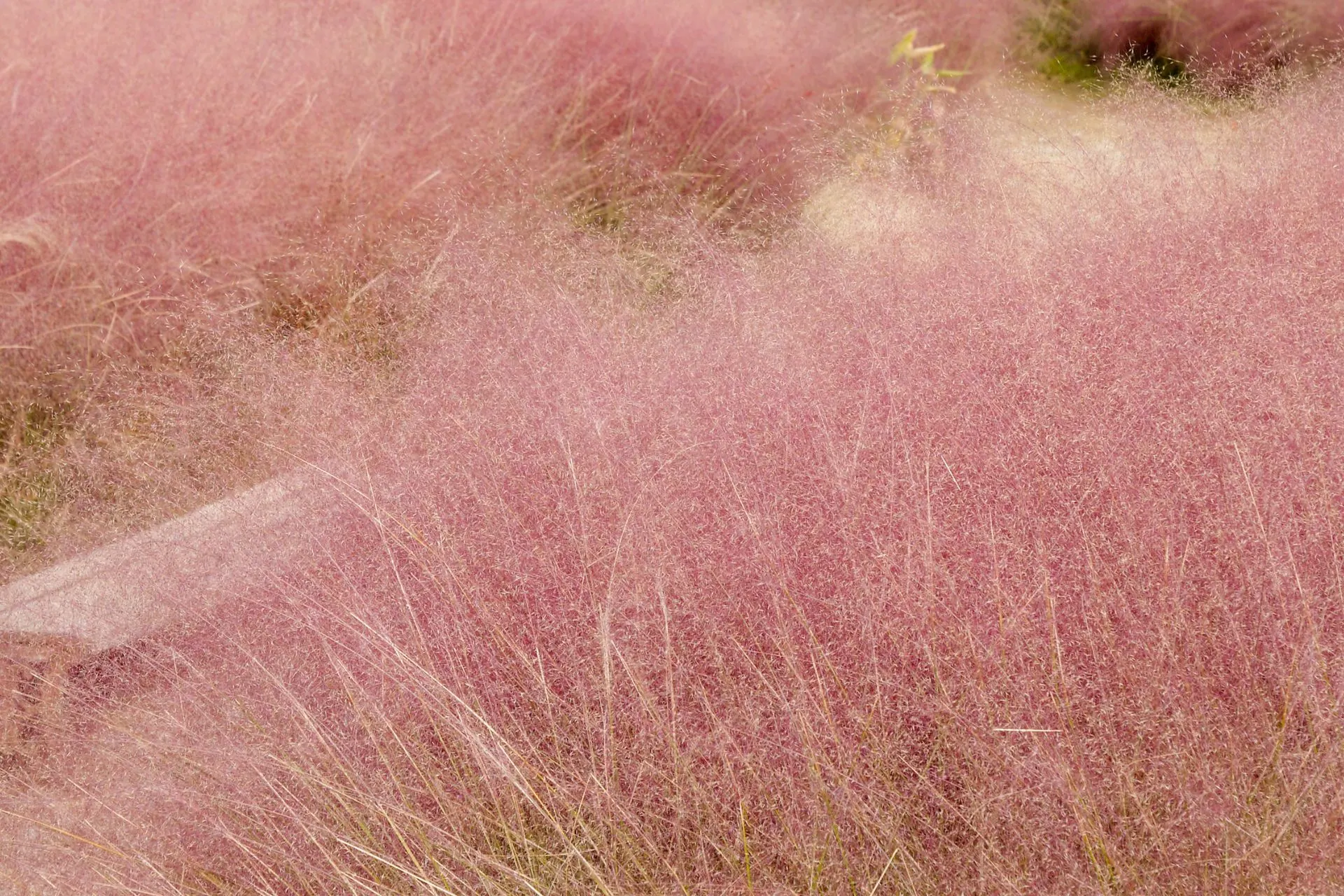 Pink muhly grass korea